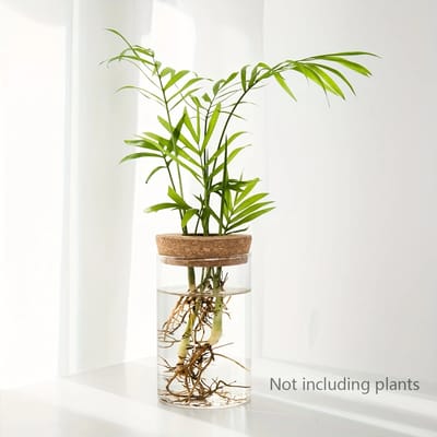 Glass Propagation Bud Vase: Roots visible through the glass
